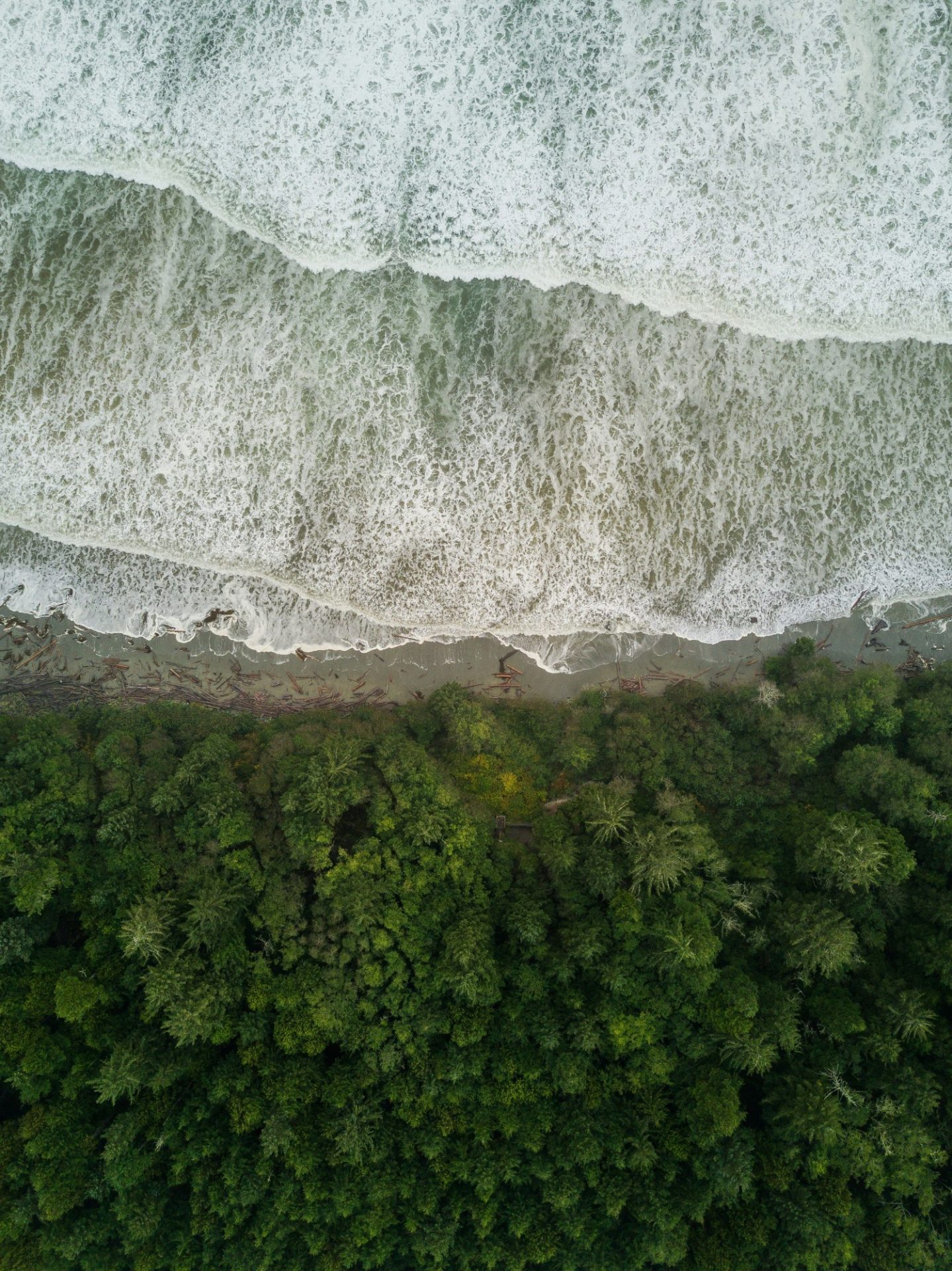 Bird - Bird foret ocean